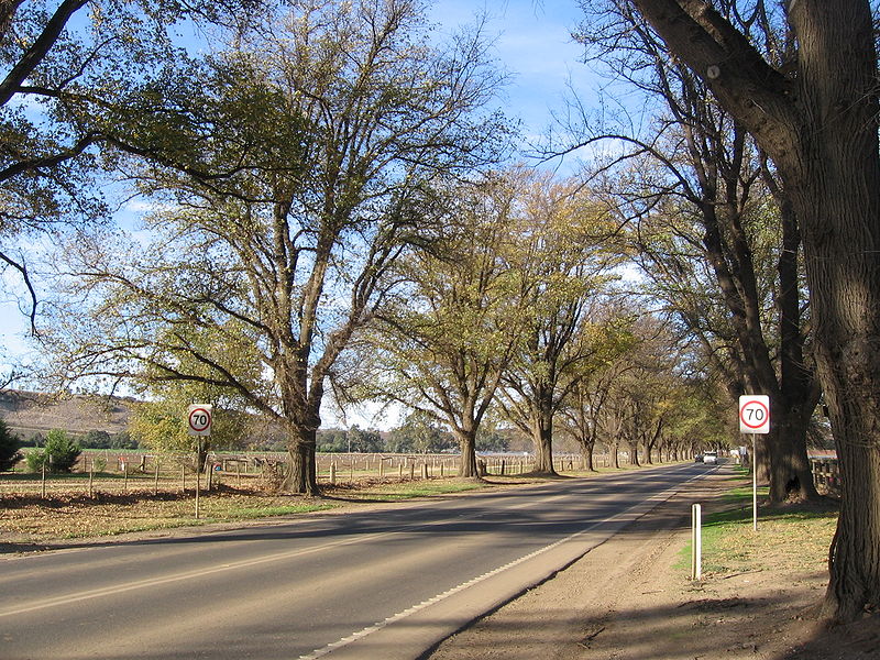 Avenue of Honour Bacchus Marsh