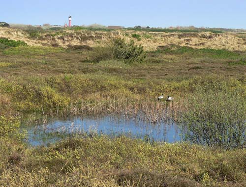 Bomb Craters Wangerooge #2