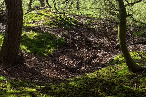 Slit trenches and Anti Tank Ditch Heiloo Woods