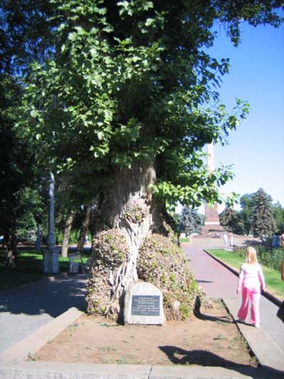 Remembrance-tree Stalingrad