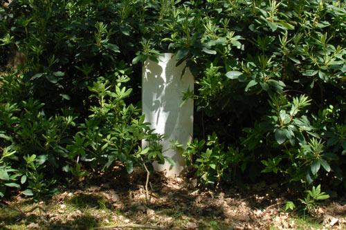 American War Grave Rusthof