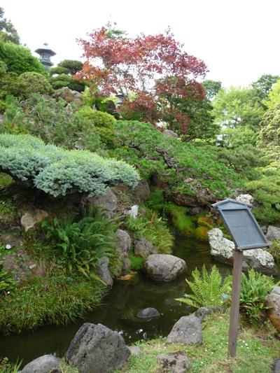 Dwarf Tree Collection Japanese Tea Gardens