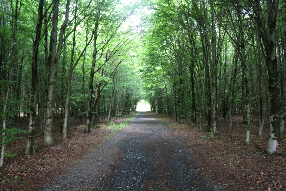 Bois de la Paix (Forest of Freedom)