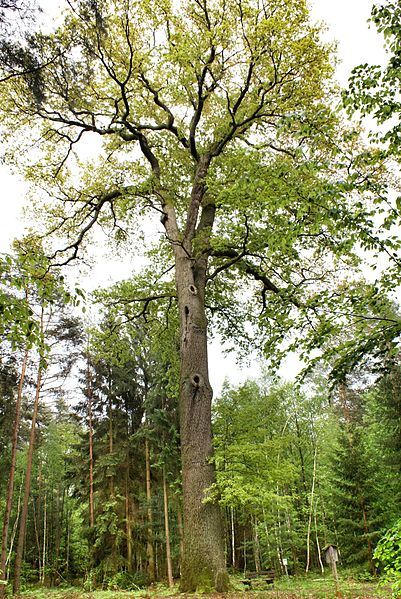 Bismarck-oak Schaidt