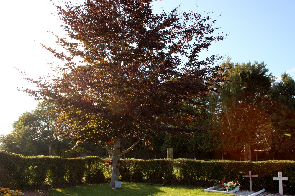 Tree of Peace Mont-Saint-loi