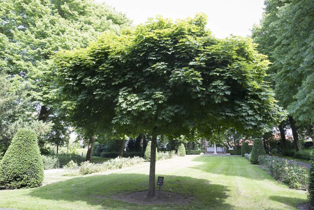 Tree 55 Years Liberation Genemuiden