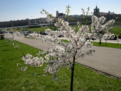 Chiune Sugihara Park #3