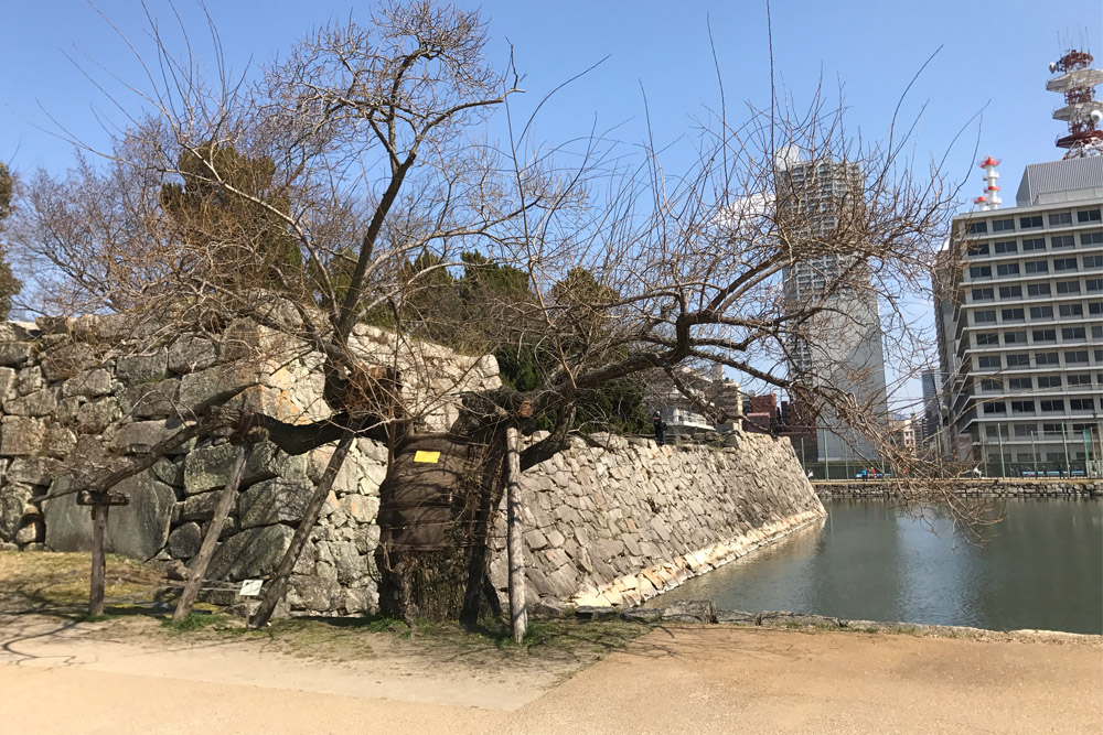 Atomic Bomb Tree Hiroshima