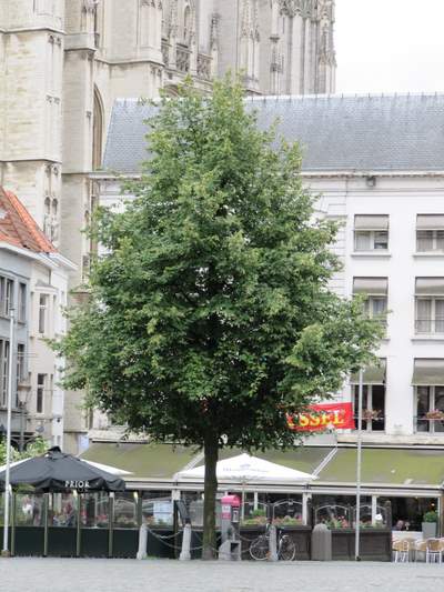 Liberation tree Antwerpen