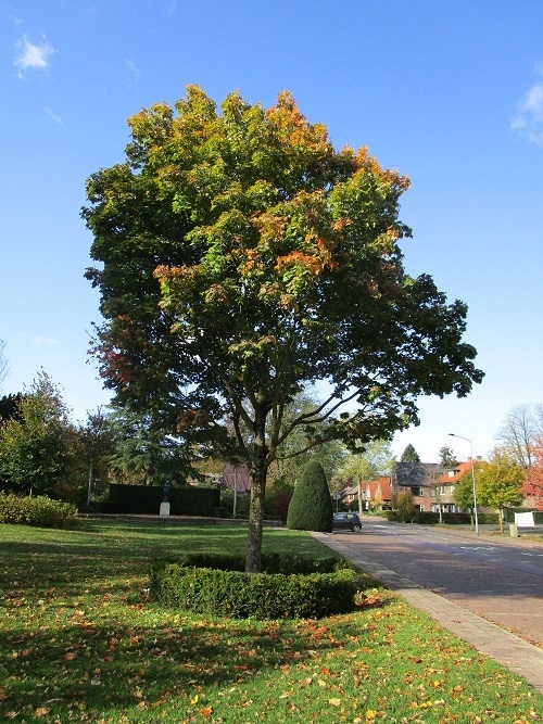 Liberation Tree 50 Years Liberation Ermelo #3