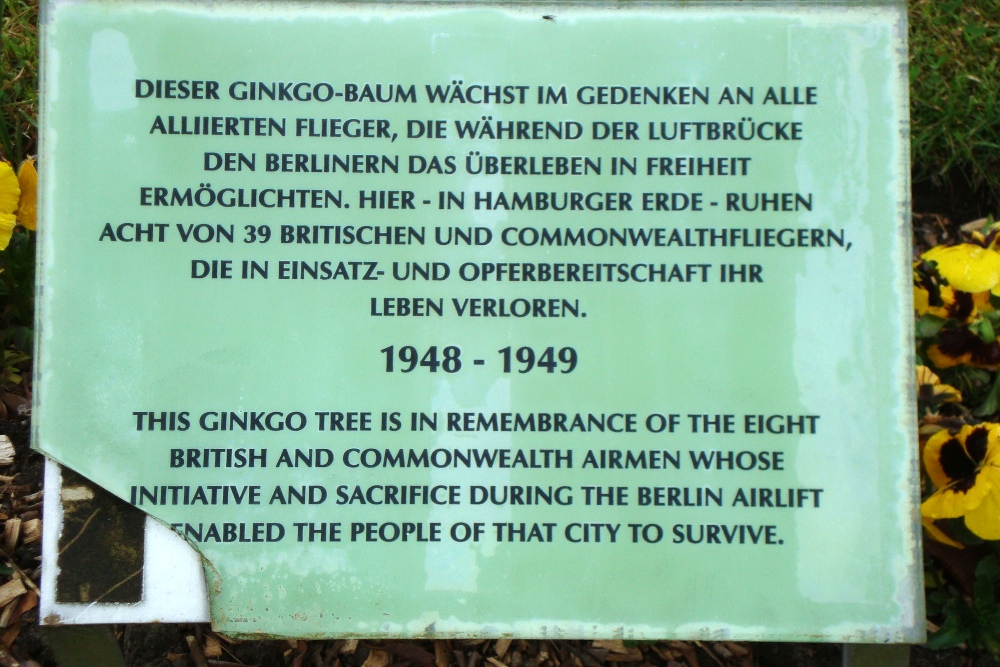 Ginkgo Boom Begraafplaats Friedhof Ohlsdorf Hamburg